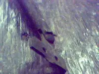 Picture 015.webp