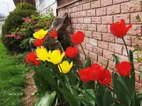 tulip2.webp