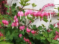 bleedinghearts.webp