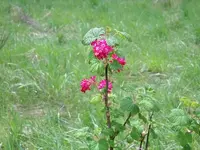 floral4.webp