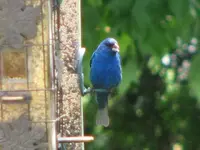 indigo bunting, egret, flowers 015.webp