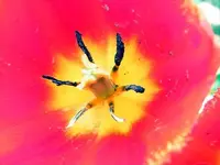 in the throes of death.webp