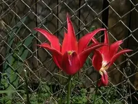 BOOM firecracker tulip.webp