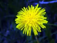 pretty weed.webp
