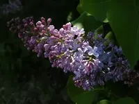 lavender lovely.webp