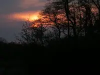 burning trees.webp