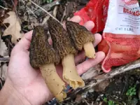ky morels 4-15-09 009.webp