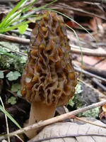 ky morels 4-15-09 best.webp
