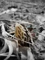ky morels 4-15-09 018.webp