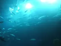 DSCF0333.webp