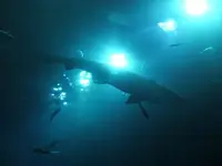 DSCF0334.webp