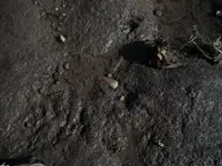 in-situ13.webp