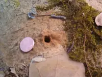 bee castles 001.webp