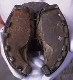 OxFoot.webp