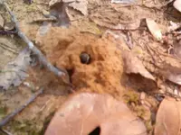 bee castles 003.webp
