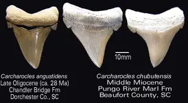 carcharoclestrio.webp