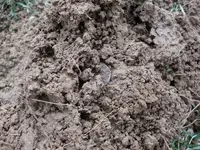 HD in dirt1.webp HD in dirt1.webp