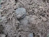 1846 LC in dirt.webp 1846 LC in dirt.webp