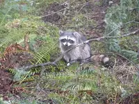 Nates finds for march 17th 003.webp