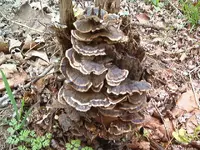 Blackfork river 009.webp