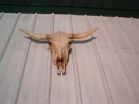 skull 001.webp
