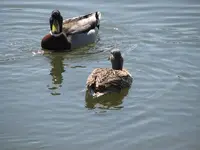 canal 034.webp