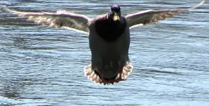 cropduck1.webp