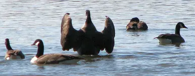 cropduck2.webp