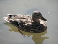 canal 040.webp