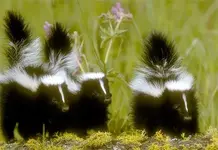 3 skunks.webp