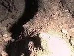 the breast.webp