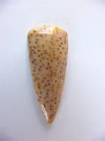 petrified%20palm.webp