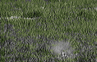 shootgopher.gif