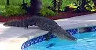 gatorinpool.webp