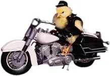 BIKERCHICK (2).webp