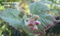4-25-09 025Grapes2.webp