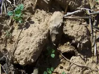 100_1470.webp