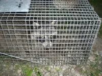 racoon 002 (Medium).webp
