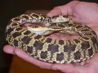 eastern hognose.webp