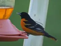 oriole.webp