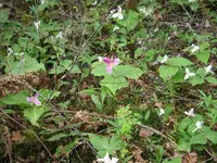 tril3.webp