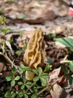 ky morels 4-16-09 002.webp