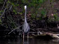 silly bird.webp