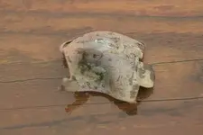 clip.webp