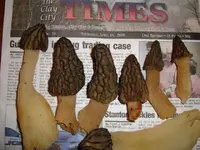 ky morels 4-15-09 011.webp