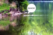 goose goose goose DUCK.webp