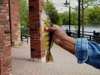 Jumbo perch 14 inches.webp