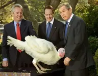 Turkey eats Bush.webp