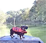 dog on river.webp