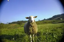 sheeple.webp